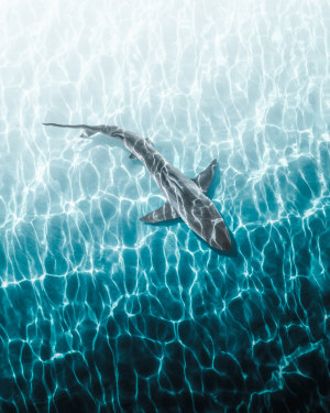 Australasia's Top Emerging Photographers 2022: Animal, Winner