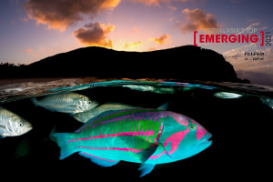 39 Top Tips to Winning Australasia's Top Emerging Photographers 2021 (part 2)