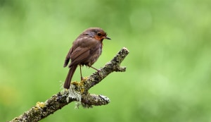 Video: How to get clean backgrounds when shooting birds