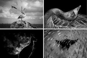 The Mono Awards 2022: Top 40 Animals Category