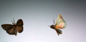 Amazing slow motion video of insects captured at 3,200fps