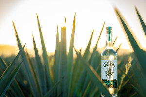 Top Shelf announces capital raise with $13.9m target