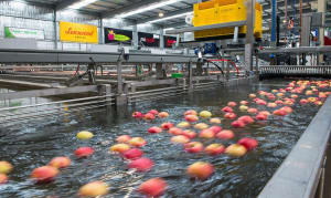Adelaide apple producer makes $5m sorting and packing investment