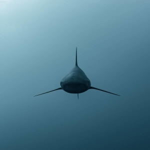 A showcase of Australia&rsquo;s finest photographers