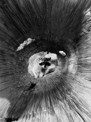The 10 winners of the Apple Shot on iPhone competition
