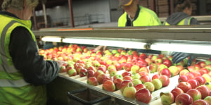 How one man helped rescue Australia's apple industry