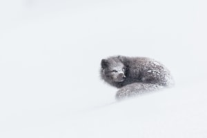 Behind the Lens: Into the blizzard