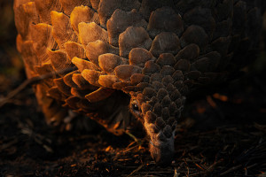 Remembering Wildlife launches 10th book to help save pangolins