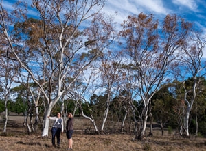 More on Australia's "massive eucalypt dieback problem"
