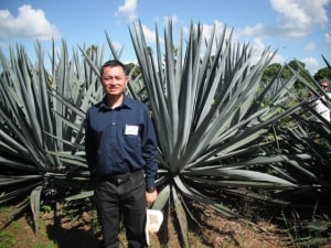 Potential of tequila biofuel recognised