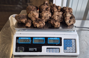 WA grower harvests first white truffle