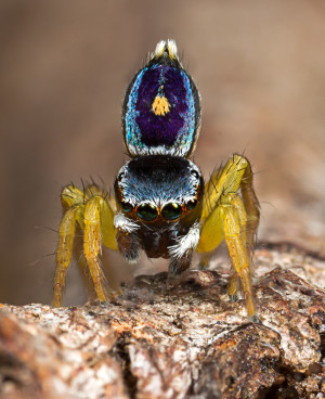 10 Expert Macro Tips: Shooting Spiders