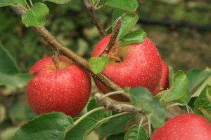 WA invests in new food sector projects