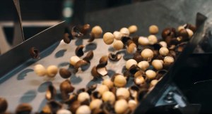 Seed to snack with the mac