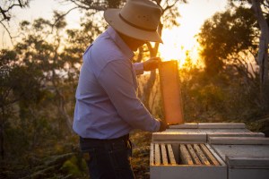 By Association: Manuka honey, what&rsquo;s in a name?