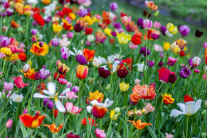 Spring has sprung! 5 tips for flower photography