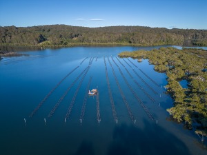 Oyster distribution expands