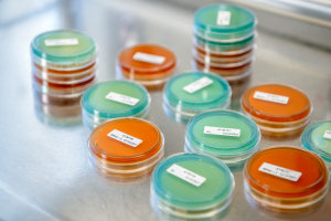 Major breakthrough in yeast engineering