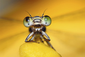 Photo Tip of the Week: How to Capture Stunning Macros