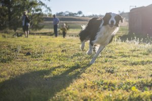 Sure-fire tips for better pet photos
