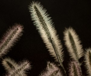 At home photography: Six tips for photographing plants in your own backyard