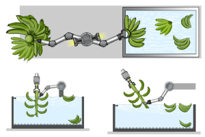 Robot solutions en route to banana industry