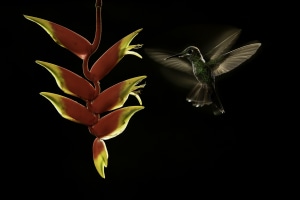 Behind the lens with bird photographer Greg Basco 