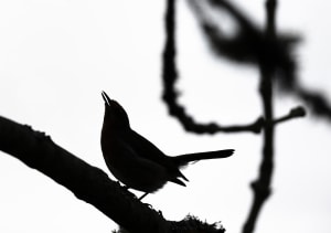 50 shades of wildlife: Nature in black and white (Part two)