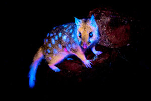 Glowing Quoll image leads 2025 Beaker Street Science Photography Prize finalists