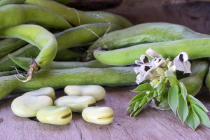 Beneo invests in pulse processing plant&nbsp;