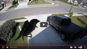 Video: syncing a camera&rsquo;s frame rate to the wings of a bird
