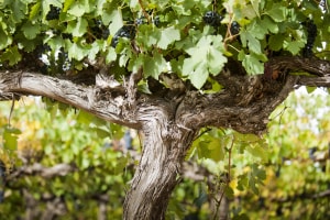 Casella joins global Sustainable Wine Roundtable