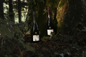 Bollinger new releases celebrate 2015 vintage