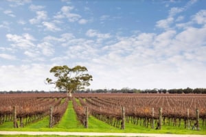 Treasury Wine exercises call option on water licences
