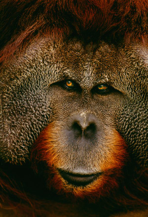 Kickstarter launched for Remembering Great Apes