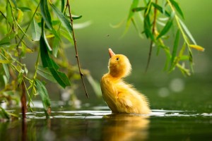 2021 Bird Photographer of the Year finalists