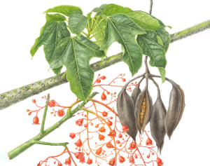 Florilegium: highlighting rainforest species at risk