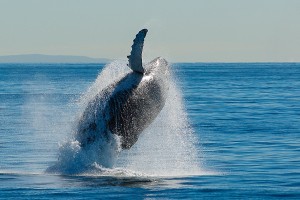 How to: Capture great whale photos
