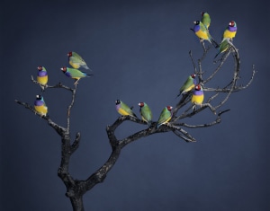 Bird portrait photographer Leila Jeffreys' new exhibition soars into Sydney