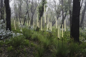 How to photograph Australia's bush (Part one)