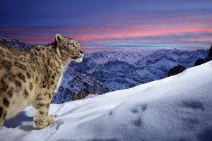 Winners of global NatureTTL photo comp announced
