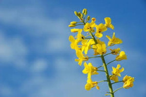 Australian canola oil heads to China