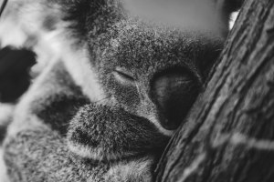 Photographer of the Year 2021 featured entry: Casey Eveleigh