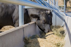 CSIRO quantifies beef protein supply