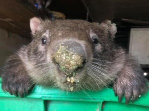 Kinder donates to wombat rescue