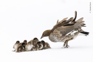 Two Australians make Wildlife Photographer of the Year People's Choice 