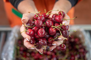 Artificial intelligence for cherry packing