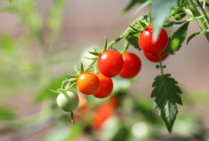 Italian producers dumping tomatoes in Australia