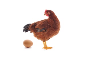Doreen Egg pays $39,600 free-range penalty