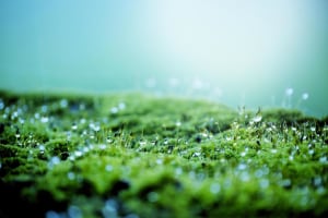 The power of good bacteria